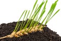 Ear of wheat sprouting. Macro Royalty Free Stock Photo