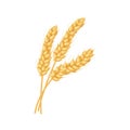 An ear of wheat. Three spikelets of wheat. Cereals.Illustration for food packaging. Vector illustration isolated on a Royalty Free Stock Photo