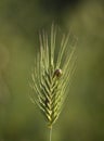 Ear of wheat Triticum with a snail and a beetle  in the sunlight at sunset in Greece Royalty Free Stock Photo