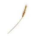 Ear of wheat. Watercolor hand drawn eco, organic rye or barley clipart isolated on background. Whole bread grains or Royalty Free Stock Photo