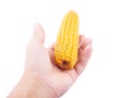 Ear of yellow corn in hand isolate, give, sell boiled corn  on a white background,offer healthy food Royalty Free Stock Photo