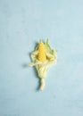 An ear of young fresh corn lies on a blue concrete background, flat lay Royalty Free Stock Photo