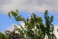 Eared Dove and Blue-grey Tanager