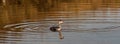 Eared Grebe