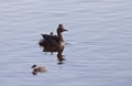Eared Grebe with Babies Royalty Free Stock Photo