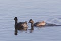 Eared Grebe with Babies Royalty Free Stock Photo