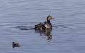 Eared Grebe with Babies Royalty Free Stock Photo