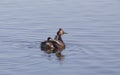 Eared Grebe with Babies Royalty Free Stock Photo