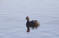 Eared Grebe with Babies Royalty Free Stock Photo