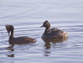 Eared Grebe with Babies Royalty Free Stock Photo