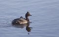 Eared Grebe with Babies Royalty Free Stock Photo