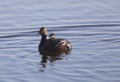 Eared Grebe with Babies Royalty Free Stock Photo