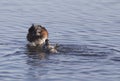 Eared Grebe with Babies Royalty Free Stock Photo