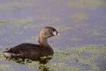 Eared Grebe with Babies Royalty Free Stock Photo