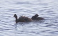 Eared Grebe with Babies Royalty Free Stock Photo
