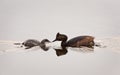 Eared Grebe with Babies Royalty Free Stock Photo
