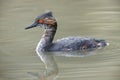 Eared grebe breeding plumage