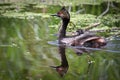 An eared grebe and chick on reflective green water Royalty Free Stock Photo