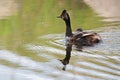 An eared grebe with chick swimming away Royalty Free Stock Photo