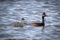 An eared grebe and chick swimming in water Royalty Free Stock Photo