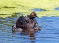 Eared Grebe and chicks Royalty Free Stock Photo