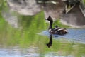 An eared grebe with a duckling on its back Royalty Free Stock Photo
