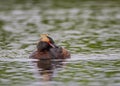 Eared grebe in iceland, as if posing