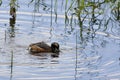 Eared Grebe, Podiceps nigricollis, adult with chick Royalty Free Stock Photo