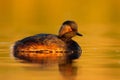 Eared Grebe - Podiceps nigricollis water bird swimming in the water in the red evening sunlight, member of the grebe family of