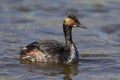 Eared Grebe - San Diego, California Royalty Free Stock Photo