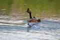 An eared grebe and small immature chick swimming away