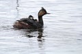 An eared grebe with two chicks on its back Royalty Free Stock Photo