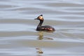 Eared Grebe & x28;Podiceps nigricollis& x29;