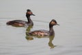 Eared Grebes (Podiceps nigricollis) Royalty Free Stock Photo