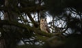 Eared Owl sitting on a tree and watching its prey Royalty Free Stock Photo