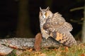 Eared owl with weasel Royalty Free Stock Photo