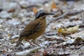 Eared Pitta bird is male with long white eyebrows, fine black stripes, black mouth under the eyes to the occiput, black Secondarie
