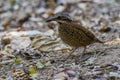 Eared Pitta bird is male with long white eyebrows, fine black stripes, black mouth under the eyes to the occiput, black Secondarie Royalty Free Stock Photo