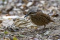 Eared Pitta bird is male with long white eyebrows, fine black stripes, black mouth under the eyes to the occiput, black Secondarie