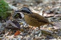 Eared Pitta bird is male with long white eyebrows, fine black stripes, black mouth under the eyes to the occiput, black Secondarie Royalty Free Stock Photo