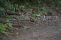 Eared Pitta Royalty Free Stock Photo