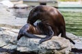 Eared seal or otariid mammal on a rock