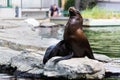 Eared seal or otariid mammal on a rock