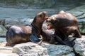 Eared seal or otariid mammal on a rock Royalty Free Stock Photo