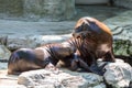 Eared seal or otariid mammal on a rock