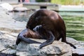 Eared seal or otariid mammal on a rock Royalty Free Stock Photo