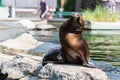 Eared seal or otariid mammal on a rock Royalty Free Stock Photo