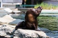 Eared seal or otariid mammal on a rock