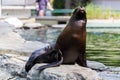 Eared seal or otariid mammal on a rock