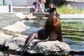 Eared seal or otariid mammal on a rock Royalty Free Stock Photo